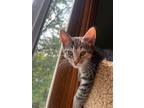 Adopt Ella a Tan or Fawn Tabby Domestic Shorthair / Mixed (short coat) cat in