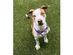 Adopt Peach Cobbler a American Staffordshire Terrier