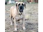 Adopt Nala a Tan/Yellow/Fawn - with White Mastiff / Mixed dog in Mead