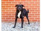 Adopt Moe a Mixed Breed