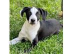 Adopt Freddy a Black - with White Fox Terrier (Smooth) / Pit Bull Terrier /