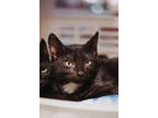 Adopt 64411A Firefly a All Black Domestic Shorthair / Domestic Shorthair / Mixed