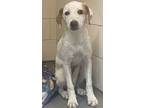 Adopt James a White Beagle / Labrador Retriever / Mixed dog in Morton Grove