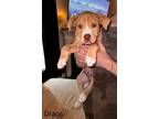 Adopt Draco a Hound