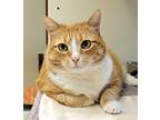 Adopt Peaches a Orange or Red Domestic Shorthair / Domestic Shorthair / Mixed