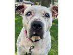 Adopt Leila a White American Staffordshire Terrier / Mixed dog in Stamford
