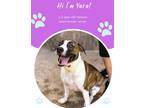 Adopt Yara a White American Pit Bull Terrier / Mixed dog in Savannah
