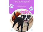 Adopt Pork Bun a Black American Pit Bull Terrier / Mixed dog in Savannah