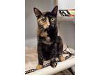 Adopt Kitten Poppy a Tortoiseshell Domestic Shorthair / Mixed (short coat) cat