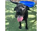Adopt Jazzy a Black Shar Pei / Mixed dog in El Paso, TX (38741141)