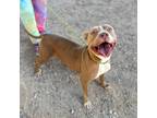 Adopt Delilah a Tan/Yellow/Fawn American Pit Bull Terrier / Mixed dog in El