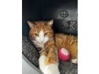 Adopt Burger a Orange or Red Domestic Shorthair / Domestic Shorthair / Mixed cat