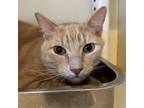 Adopt Pooh Bear a Domestic Short Hair