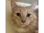 Adopt Tigger a Domestic Long Hair