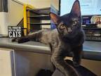 Adopt Mowgli a All Black Domestic Mediumhair / Mixed (medium coat) cat in