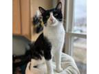 Adopt Macaroni--In Foster a Domestic Short Hair