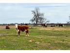 TBD COUNTY ROAD 105 NORTH, Vernon, TX 76384 Land For Sale MLS# 20533741