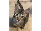 Adopt Jake - Bonded Pair a Brown Tabby Domestic Shorthair / Mixed (short coat)