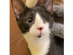 Adopt Nick (one eye) a Black & White or Tuxedo Domestic Shorthair / Mixed (short