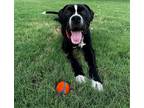 Adopt Malcolm a Black - with White Mixed Breed (Medium) / Mixed dog in Rockwall