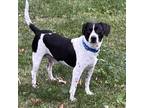 Adopt Tad a Black Beagle / Mixed dog in Kansas City, MO (37009286)
