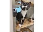 Adopt Lionel a All Black Domestic Shorthair / Domestic Shorthair / Mixed cat in