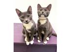 Adopt Karma a Gray or Blue Domestic Shorthair / Domestic Shorthair / Mixed cat
