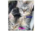 Adopt Junior - Bonded Pair a Gray, Blue or Silver Tabby Domestic Shorthair /