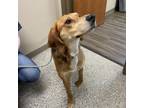 Adopt Jersey J. a Treeing Walker Coonhound