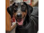 Adopt Drago a Doberman Pinscher