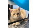 Adopt Rhapsody a Orange or Red Domestic Shorthair / Domestic Shorthair / Mixed