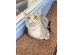 Adopt Rosalina a Brown or Chocolate Domestic Shorthair / Domestic Shorthair /