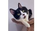 Adopt Melody a Black & White or Tuxedo Domestic Shorthair / Mixed (short coat)