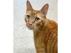 Adopt Houdini a Orange or Red Domestic Shorthair / Mixed (short coat) cat in
