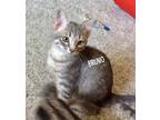Adopt Bruno th a Brown Tabby Domestic Shorthair / Mixed (short coat) cat in
