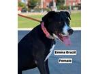 Adopt Emma Brazil a Black - with White Labrador Retriever / Mixed Breed (Medium)