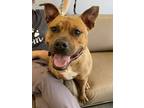 Adopt Pippy a Pit Bull Terrier, Mixed Breed