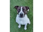 Adopt King 1056-23 a Brown/Chocolate American Pit Bull Terrier / Mixed dog in