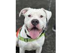 Adopt Kenzo a Pit Bull Terrier, Mixed Breed