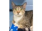 Adopt Neemee a Brown or Chocolate Domestic Shorthair / Domestic Shorthair /