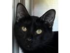Adopt Spookly a All Black Domestic Shorthair / Domestic Shorthair / Mixed cat in
