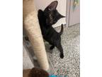 Adopt Weasel a All Black Domestic Shorthair / Domestic Shorthair / Mixed cat in