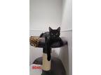 Adopt Puffer a All Black Domestic Shorthair / Domestic Shorthair / Mixed cat in