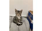 Adopt Mahi Mahi a Brown or Chocolate Domestic Shorthair / Domestic Shorthair /