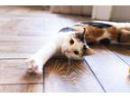 Adopt Malva a Calico or Dilute Calico Domestic Shorthair cat in Dayton