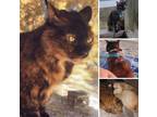 Adopt Shecat a Domestic Shorthair / Mixed (short coat) cat in Grand Bay