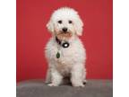 Adopt Mini a White - with Tan, Yellow or Fawn Bichon Frise / Mixed dog in