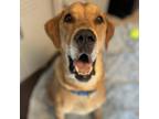 Adopt Henry a Tan/Yellow/Fawn Hound (Unknown Type) / Mixed dog in St.
