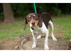 Adopt Benjamin a Beagle / Mixed dog in Murphysboro, IL (38851507)