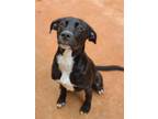 Adopt LAURA CROFT a Black - with White Labrador Retriever / Mixed dog in Athens